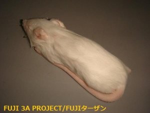 画像1: 冷凍ホッパーマウス×10匹