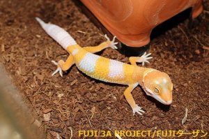 画像8: ヒョウモントカゲモドキ（各モルフ）