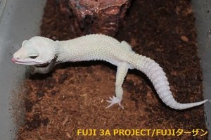 画像4: ヒョウモントカゲモドキ（各モルフ）