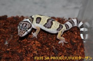 画像10: ヒョウモントカゲモドキ（各モルフ）