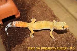 画像9: ヒョウモントカゲモドキ（各モルフ）