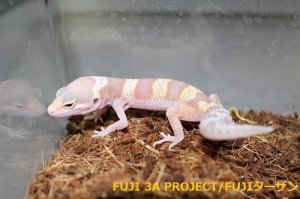 画像6: ヒョウモントカゲモドキ（各モルフ）