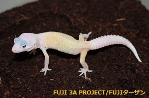 画像7: ヒョウモントカゲモドキ（各モルフ）