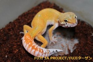 画像2: ヒョウモントカゲモドキ（各モルフ）