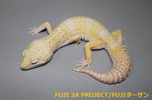 画像3: ヒョウモントカゲモドキ（各モルフ）