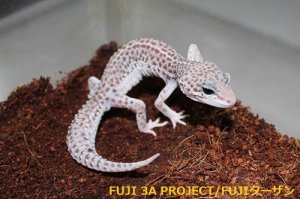 画像5: ヒョウモントカゲモドキ（各モルフ）