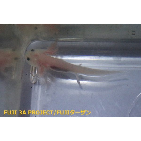 ウーパールーパー(各種) - FUJI 3A PROJECT/FUJIターザン