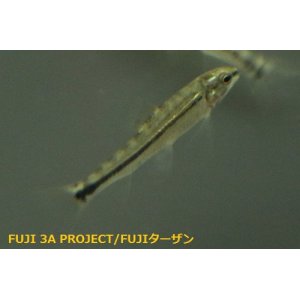 熱帯魚生体 Fuji 3a Project Fujiターザン Page 1