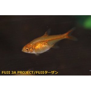 熱帯魚生体 Fuji 3a Project Fujiターザン Page 1