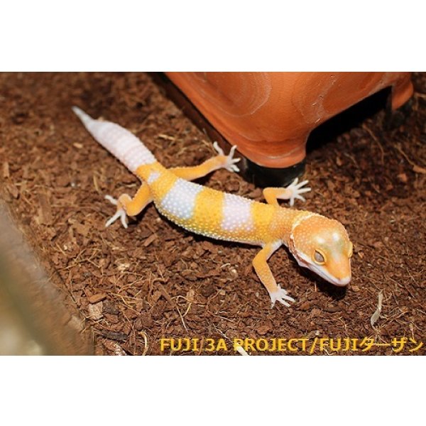 画像8: ヒョウモントカゲモドキ（各モルフ） (8)