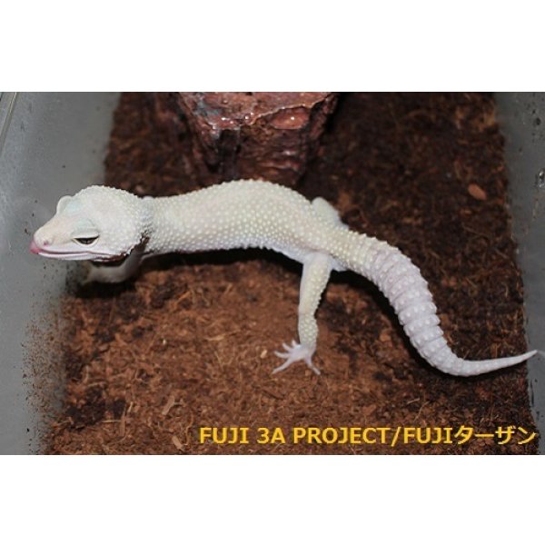 画像4: ヒョウモントカゲモドキ（各モルフ） (4)