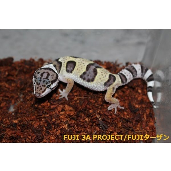 画像10: ヒョウモントカゲモドキ（各モルフ） (10)