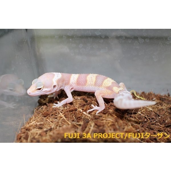 画像6: ヒョウモントカゲモドキ（各モルフ） (6)