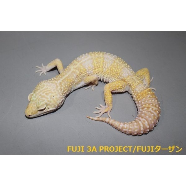 画像3: ヒョウモントカゲモドキ（各モルフ） (3)