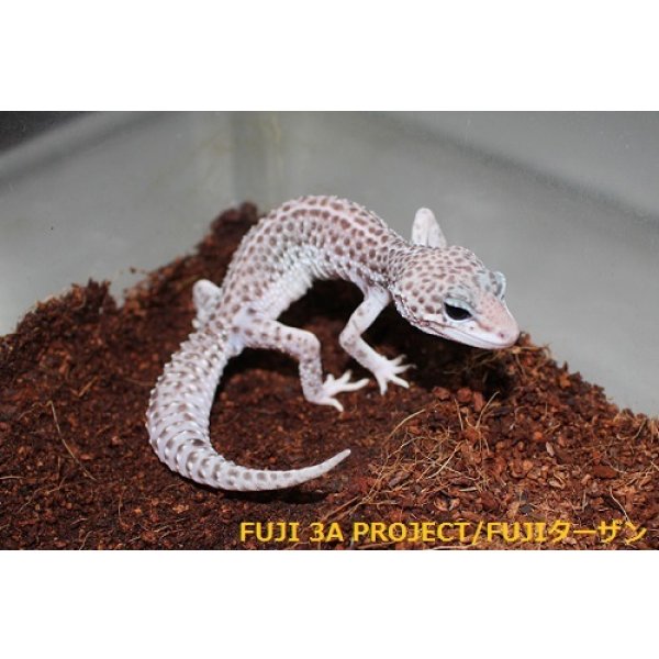 画像5: ヒョウモントカゲモドキ（各モルフ） (5)
