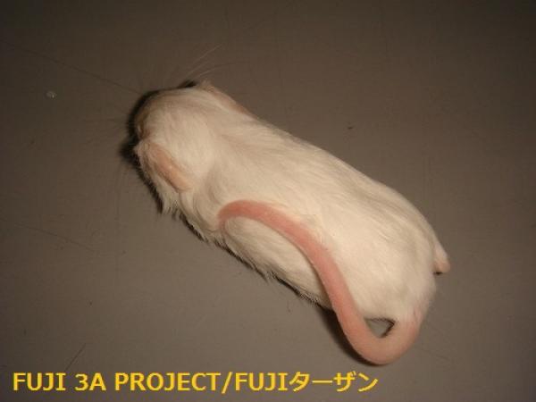 画像1: 冷凍ファジーマウス×10匹 (1)