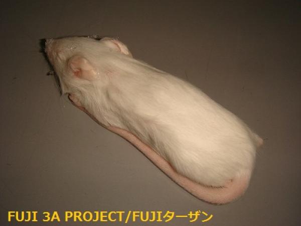 画像1: 冷凍ホッパーマウス×10匹 (1)