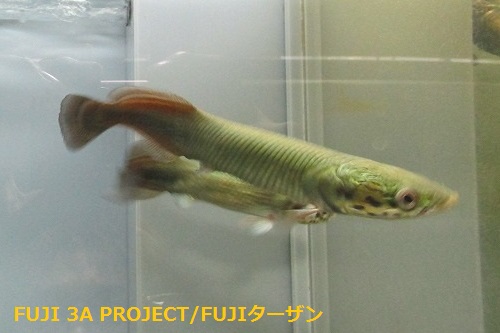 ピラルク Fuji 3a Project Fujiターザン